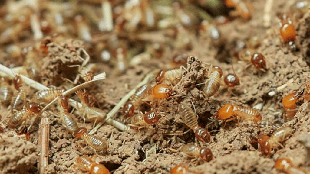 7 Reasons to NOT to Avoid Your Termite Inspection This Summer