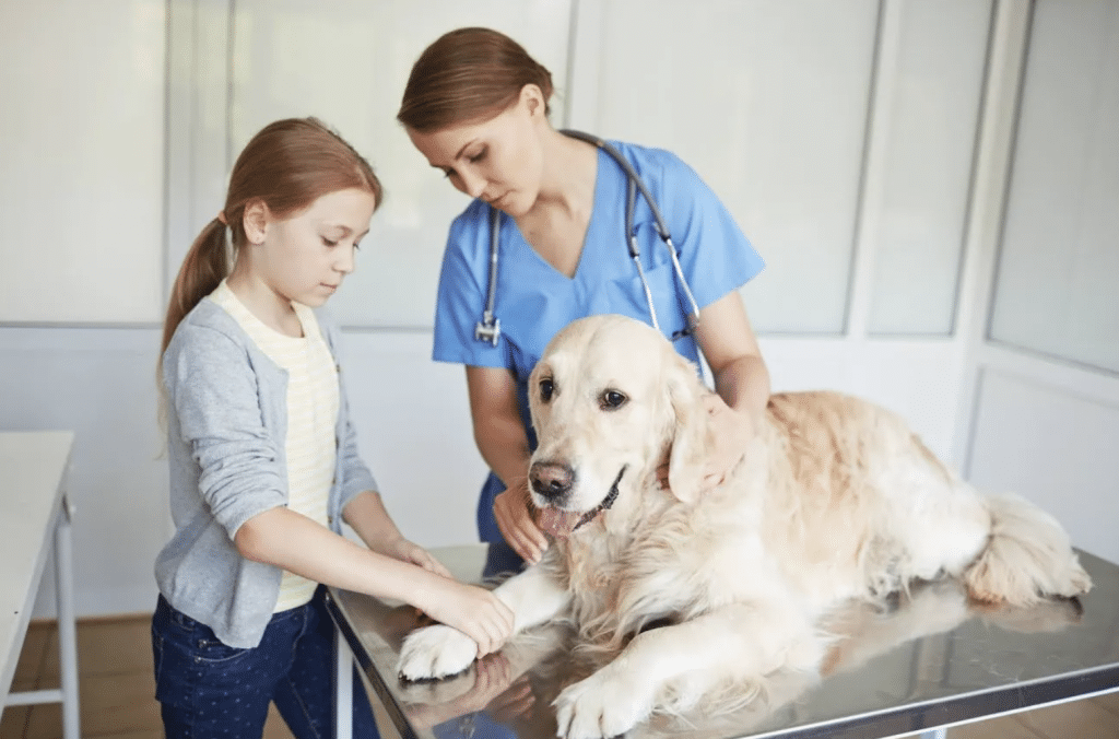 How to Choose the Right Vet for Your Pet?