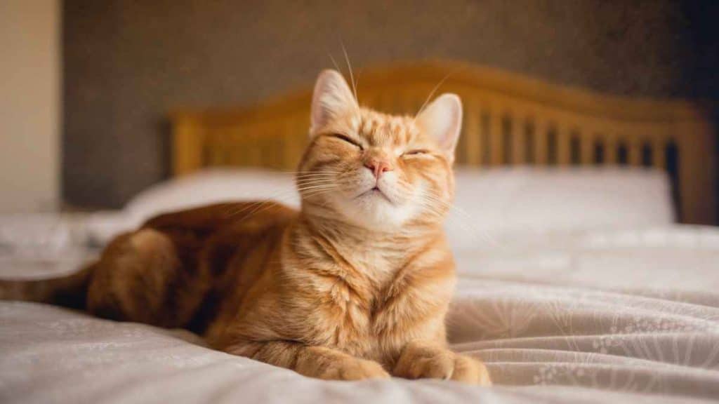 10 Signs Your Cat is Healthy What to Look For