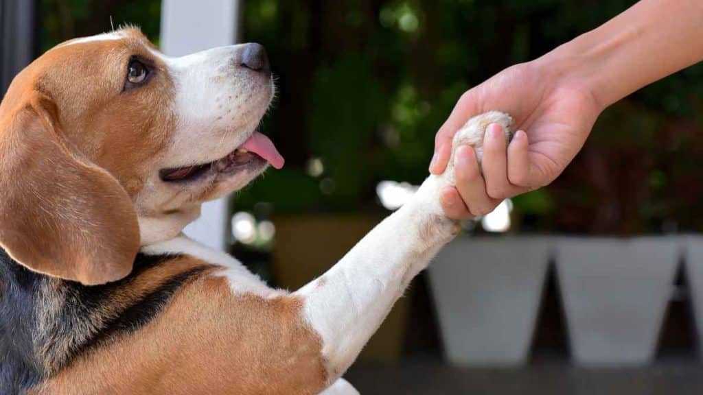 Good Behavior The Basics of Positive Dog Training