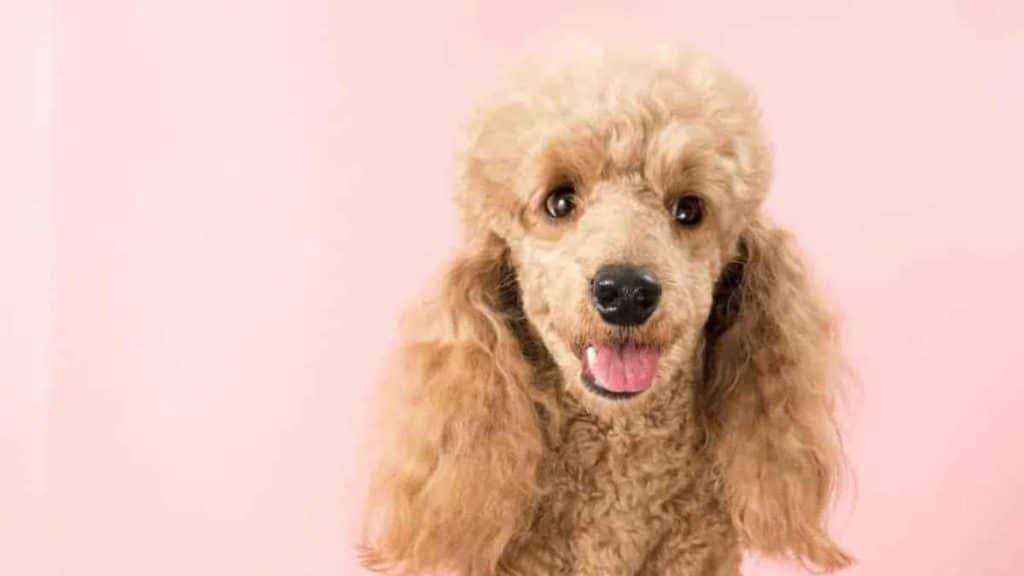 Natural Poodle Grooming Tips for a Healthy, Happy Dog