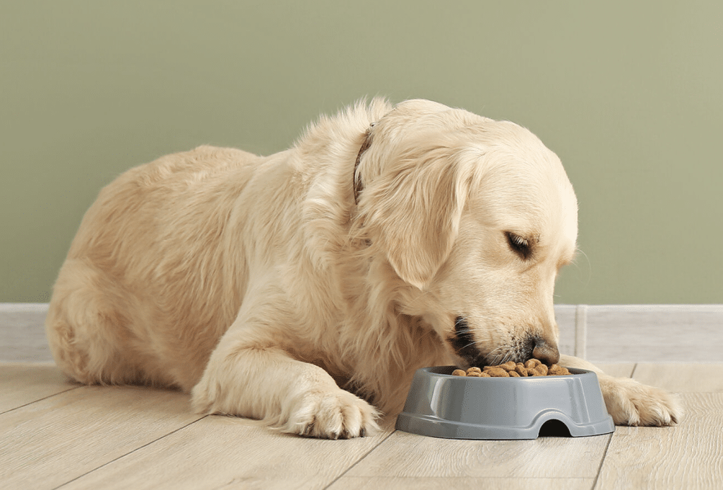 Get To Know the Different Varieties of Dog Food