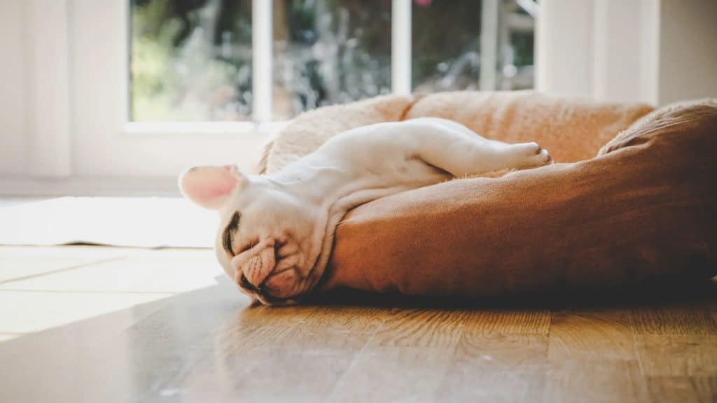 6 Must-Have Items for a Pet-Friendly Condo Space