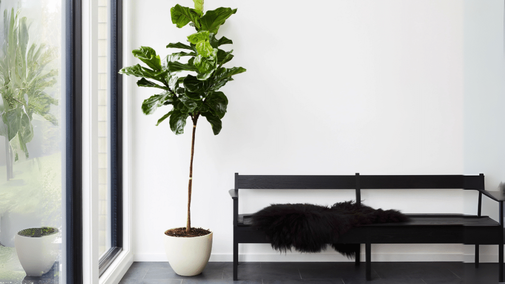 Low Maintenance Plants to Liven Up Your Condo’s Interior and Exterior