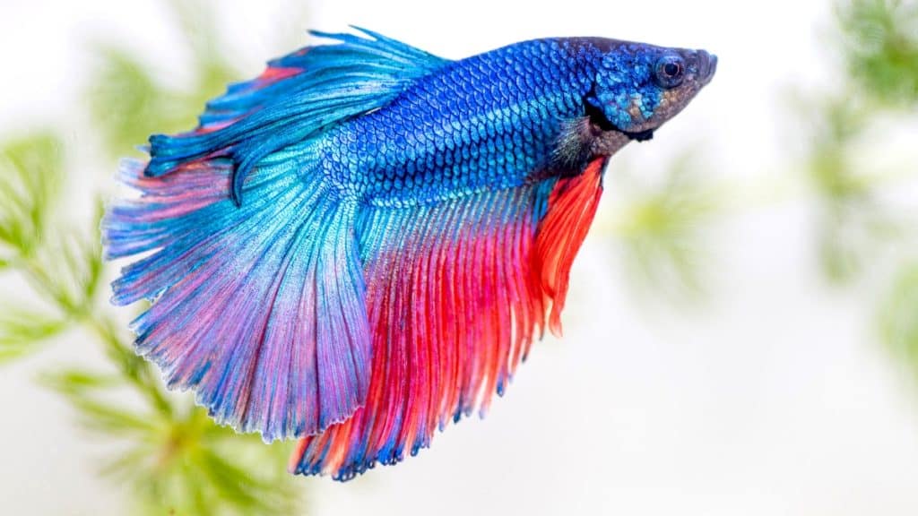 5 Low-Maintenance Pet Fish Types to Have in a Condo