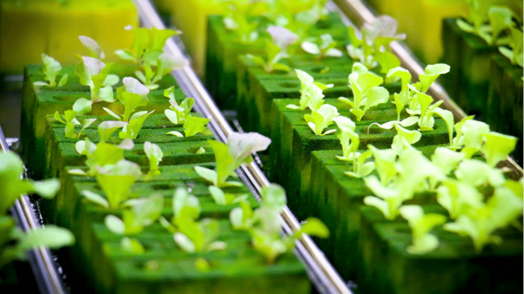 Exploring Hydroponics A Beginner’s Guide for Singaporean Gardeners