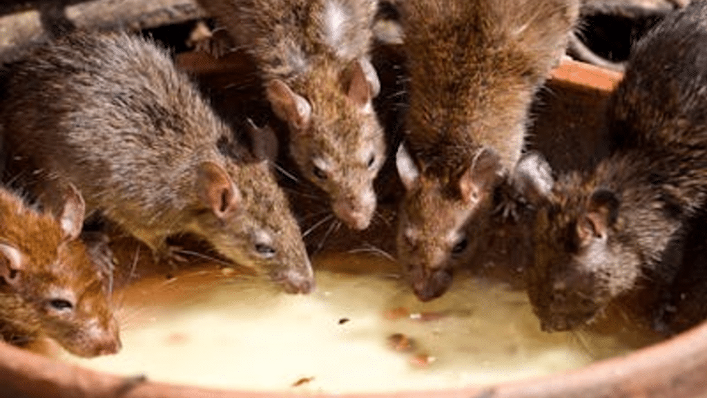 4 Highly Recommended Ways to Keep Rats Out of Your Home