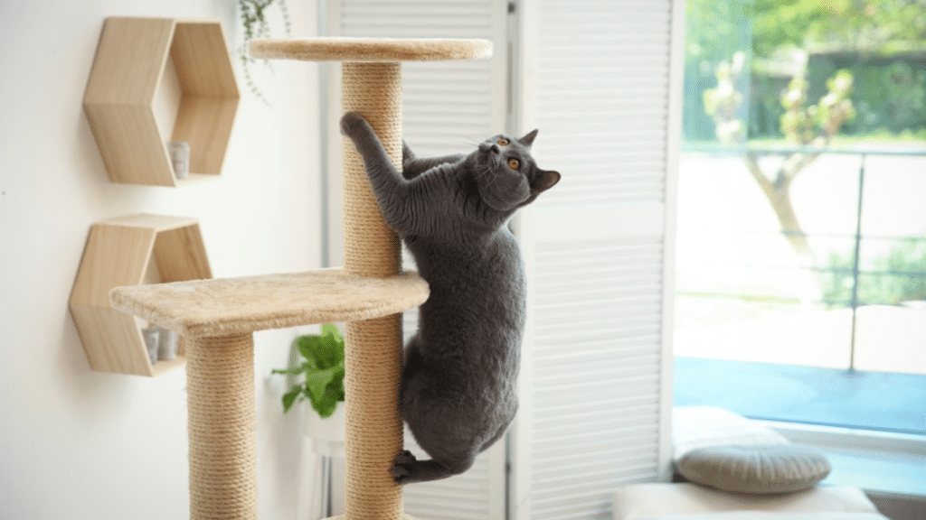 Ways to Entertain Your Pet Cat in Your Condo