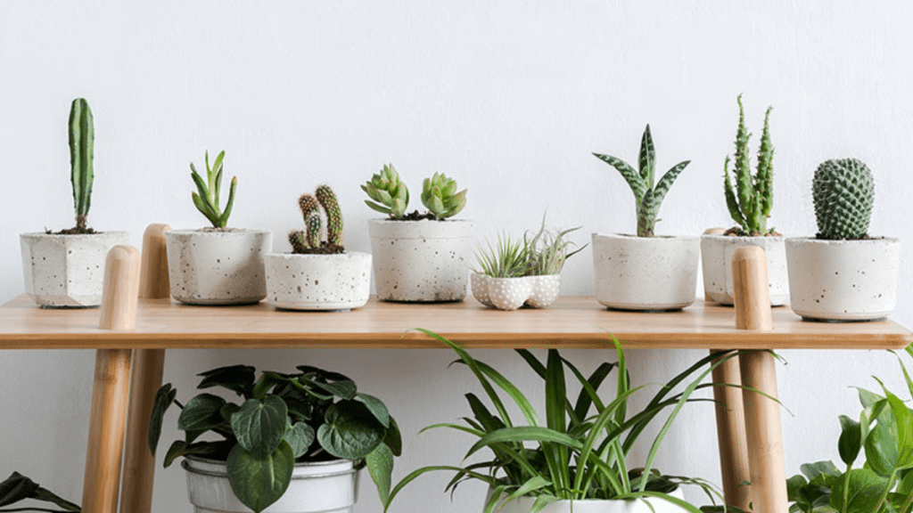 How to Successfully Grow Indoor Plants in Your Condo